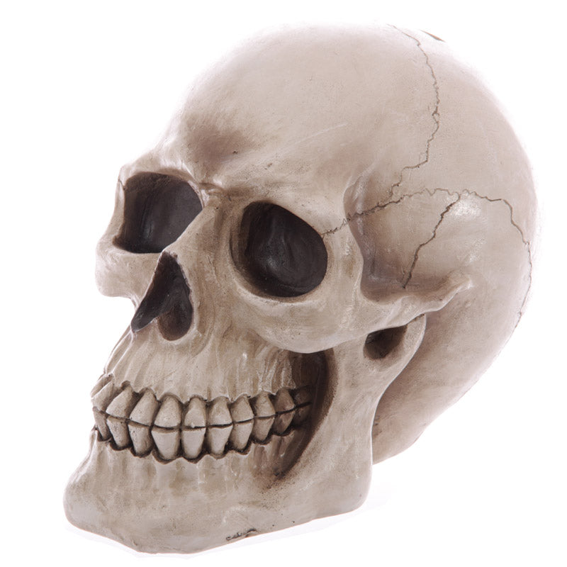 Large Lifesize Human Skull Money Box MB185-0