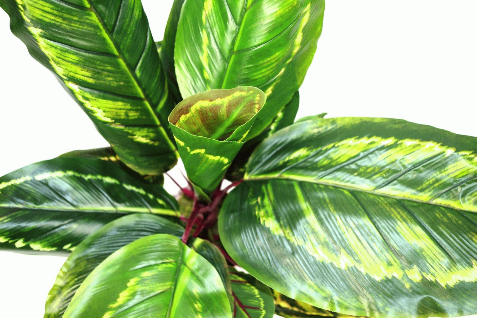 Artificial Medium 50cm Calathea Veitchiane Plant-2